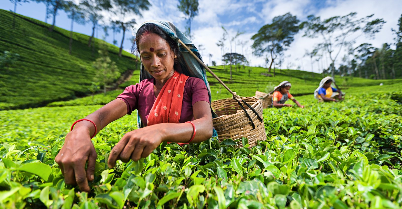 Tamil woman collecting tea leaves near Nuwara Eliya, Sri Lanka ( Ceylon ). Sri Lanka is the world's fourth largest producer of tea and the industry is one of the country's main sources of foreign exchange and a significant source of income for laborers.http://bhphoto.pl/IS/tea_plantations_380.jpg